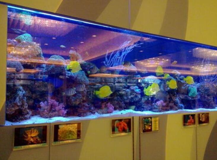 亞克力魚缸怎樣裝飾比較好看，瑞地格樂(lè)亞克力游泳池